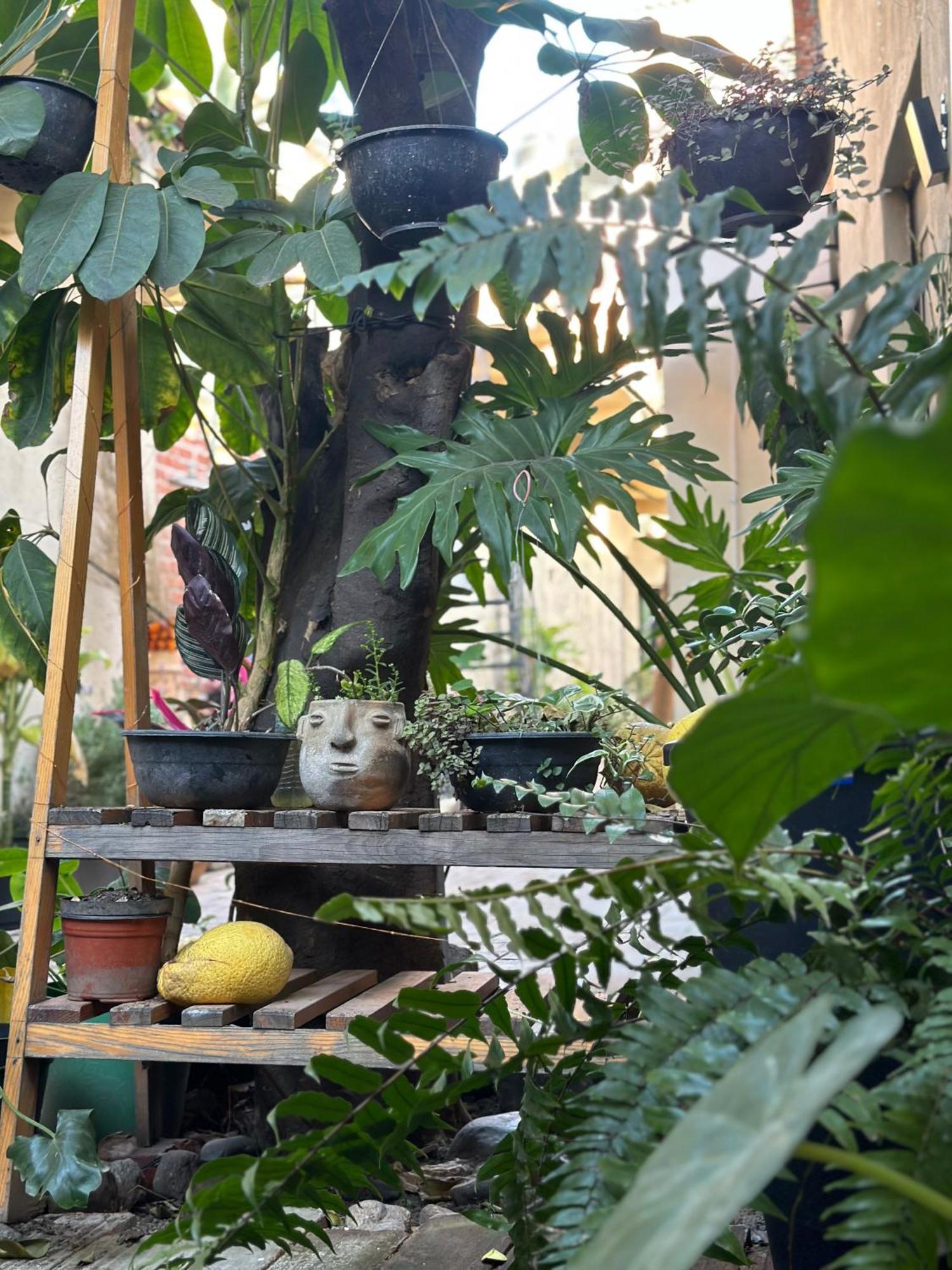 509 Accommodation Oaxaca Ngoại thất bức ảnh